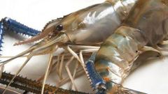 Premium Frozen Black Tiger Shrimp, Giant Freshwater Prawn & Seafood – HACCP, GMP, ISO Certified - Image 10
